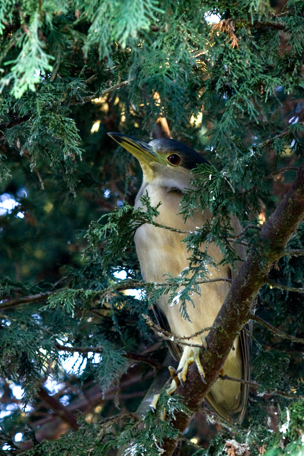 Black-crowned Night-Heron